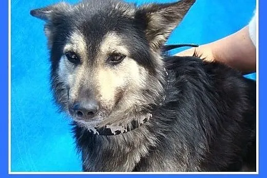 Husky,owczarek mix,młody,grzeczny,wesoły,łagodny p