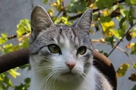Młody kocur Henryk szuka domu