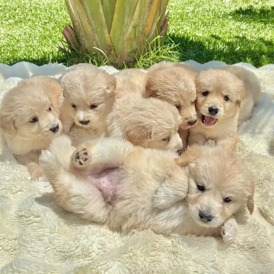 – Szczenięta golden retrievera do adopcji – napisz, aby dostarczyć aktualne informacje: {{nataliagra