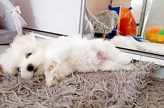 Maltańczyk szczenię suczka, Śląskie, Racibórz