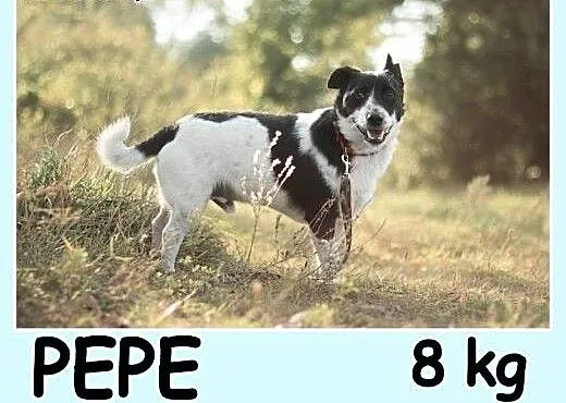 8 kg,średnio aktywny,cichy,spokojny, sympatyczny p