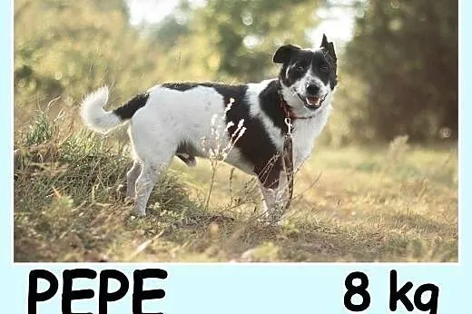 8 kg,średnio aktywny,cichy,spokojny, sympatyczny p