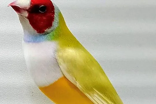 Amadyny wspaniałe