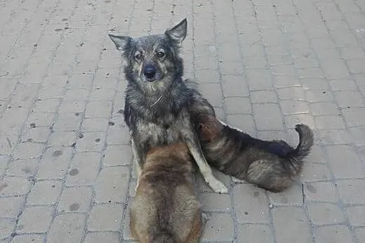 Psia rodzinka, mama i dwa MALUSZKI szukają domów!,
