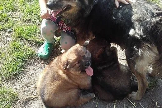 Psia rodzinka, mama i dwa MALUSZKI szukają domów!,