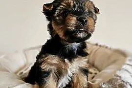 Yorkshire Terrier Samiec z Chipem Wyprawka