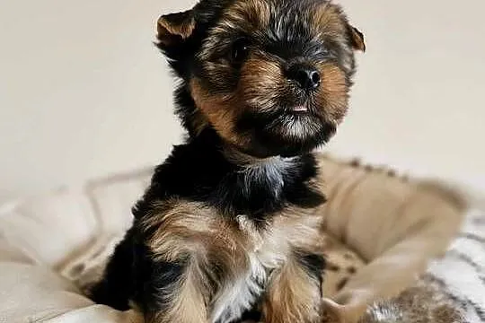 Yorkshire Terrier Samiec z Chipem Wyprawka
