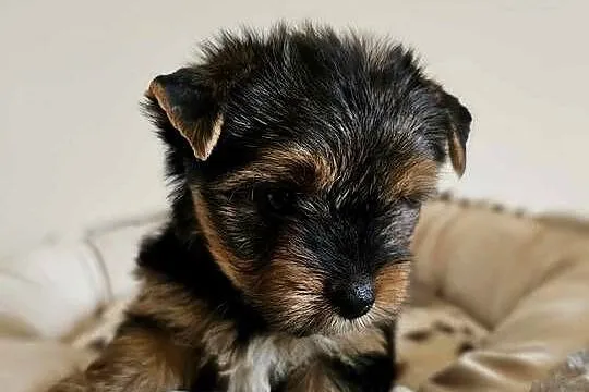 Yorkshire Terrier Samiec z Chipem Wyprawka, Śląskie, Częstochowa