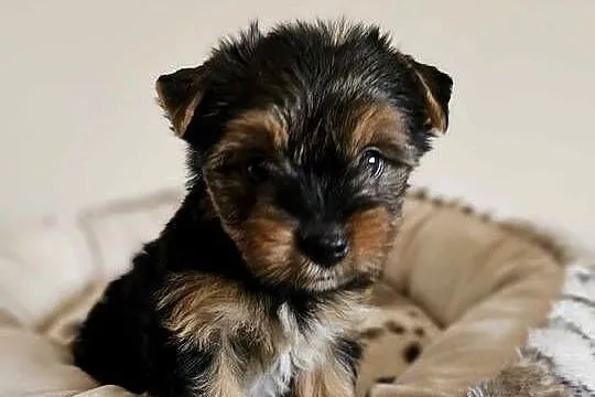 Yorkshire Terrier Samiec z Chipem Wyprawka, Śląskie, Częstochowa