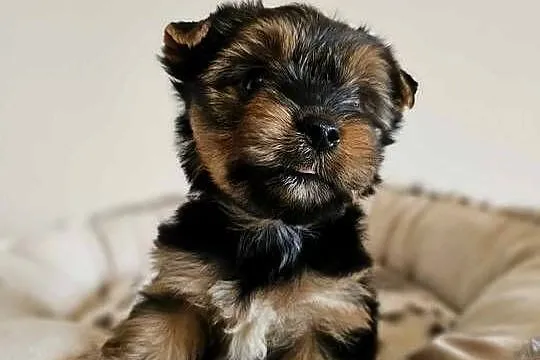 Yorkshire Terrier Samiec z Chipem Wyprawka, Śląskie, Częstochowa