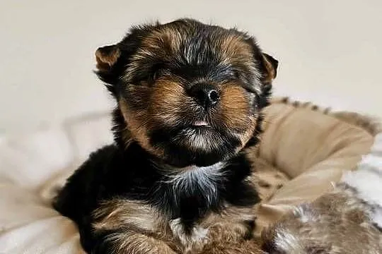 Yorkshire Terrier Samiec z Chipem Wyprawka, Śląskie, Częstochowa