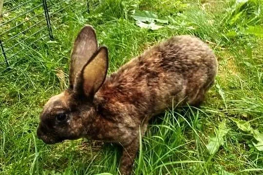 Samica rex zakacana 29/30 lipca, Wielkopolskie, Modrze