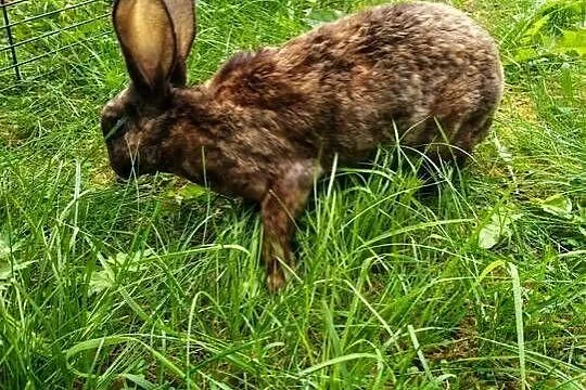 Samica rex zakacana 29/30 lipca, Wielkopolskie, Modrze