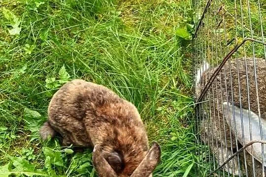 Samica rex zakacana 29/30 lipca, Wielkopolskie, Modrze