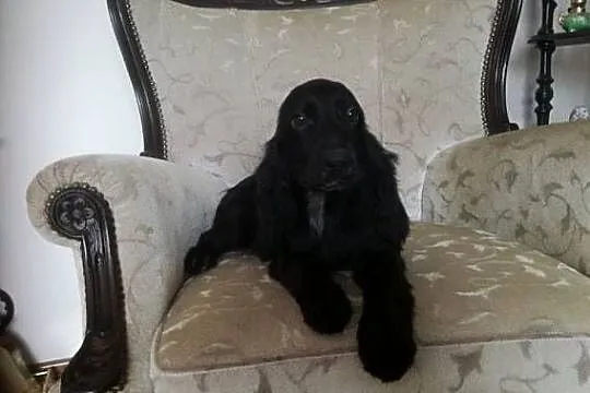 Cocker Spaniel Angielski suczka 5 lat szuka kochajacej rodziny