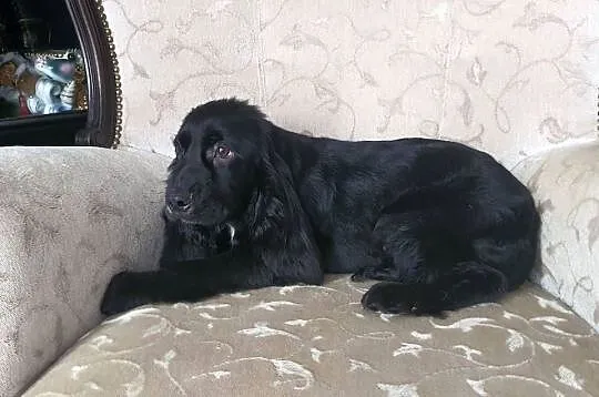 Cocker Spaniel Angielski suczka 5 lat szuka kochajacej rodziny, Łódzkie, Radomsko