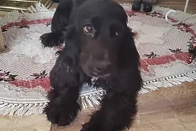 Cocker Spaniel Angielski suczka 5 lat szuka kochajacej rodziny, Łódzkie, Radomsko