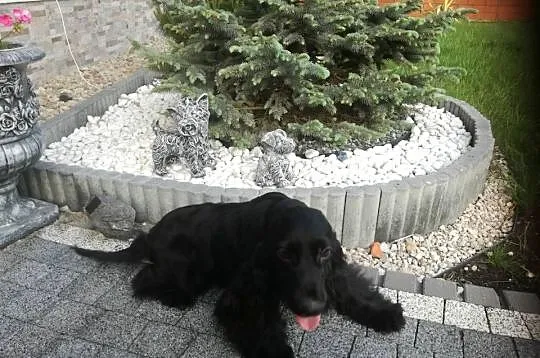Cocker Spaniel Angielski suczka 5 lat szuka kochajacej rodziny, Łódzkie, Radomsko