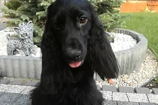 Cocker Spaniel Angielski suczka 5 lat szuka kochajacej rodziny, Łódzkie, Radomsko