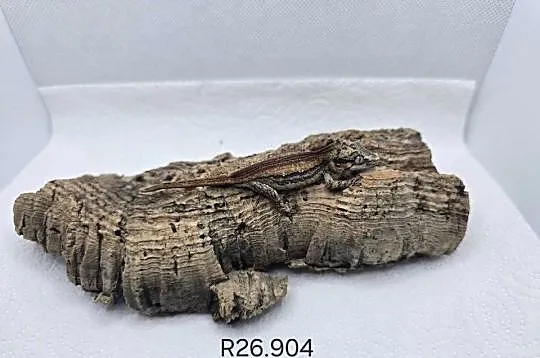 Gekon gargulcowy, Śląskie, Zawiercie