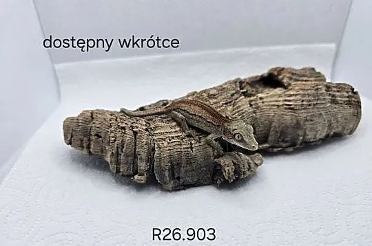 Gekon gargulcowy, Śląskie, Zawiercie