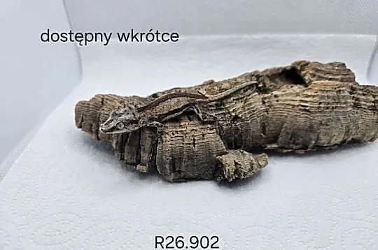 Gekon gargulcowy, Śląskie, Zawiercie