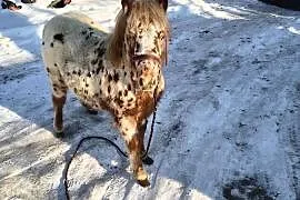 Kuc kucyk ogierek