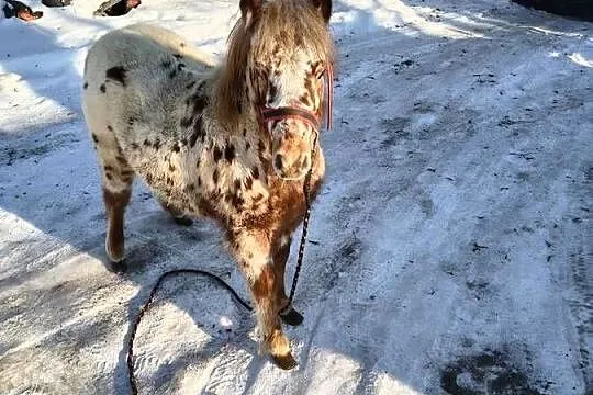 Kuc kucyk ogierek