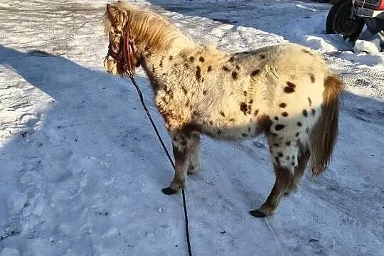 Kuc kucyk ogierek, Lubelskie, Krasnystaw