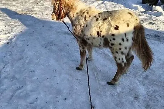 Kuc kucyk ogierek, Lubelskie, Krasnystaw
