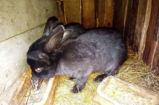 króliki młode SAMCE z przydomowej hodowli, Podlaskie, Grabówka