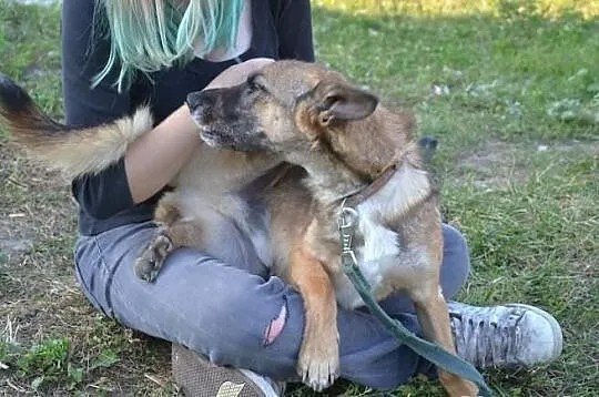 Harold to zwykły schroniskowy burek, ginie w tłumi