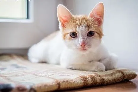 Super Atosik do adopcji,  śląskie Gliwice