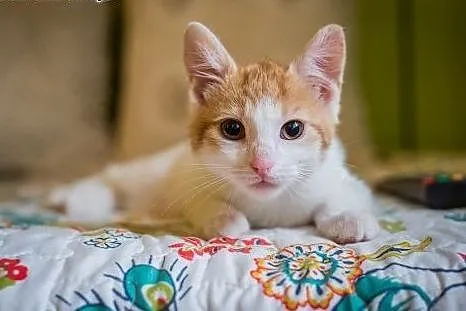 Super Atosik do adopcji,  śląskie Gliwice
