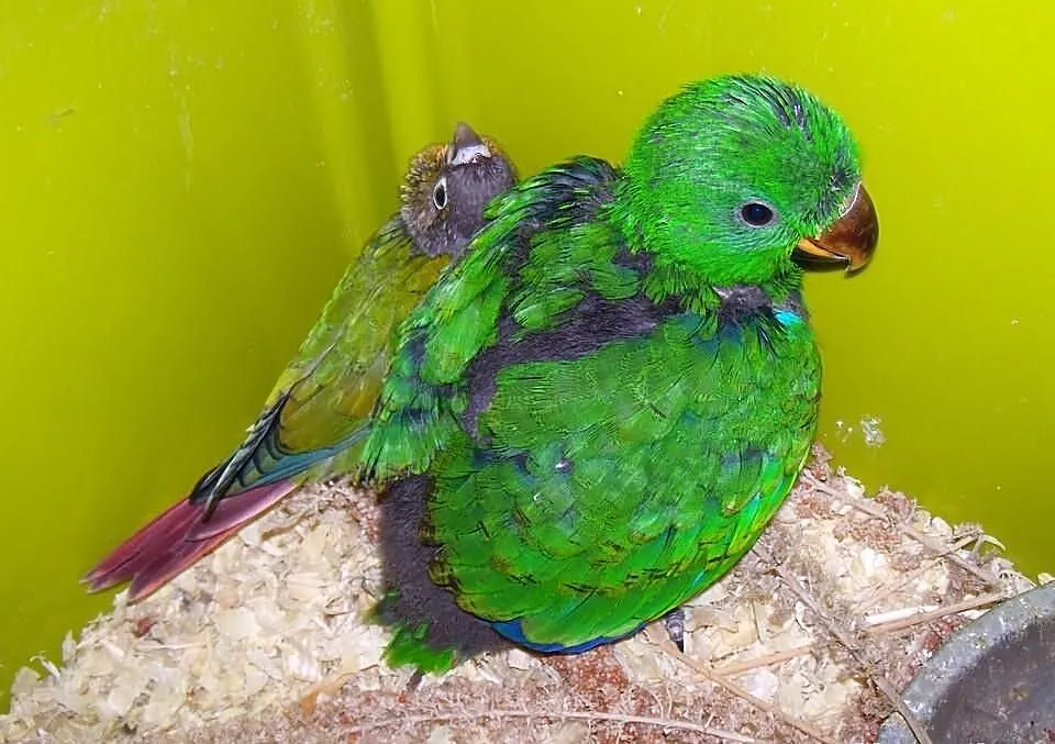 Lory wielkie
