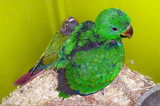Lory wielkie