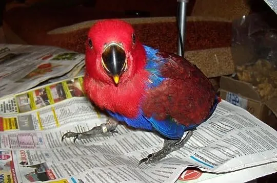 Lory wielkie