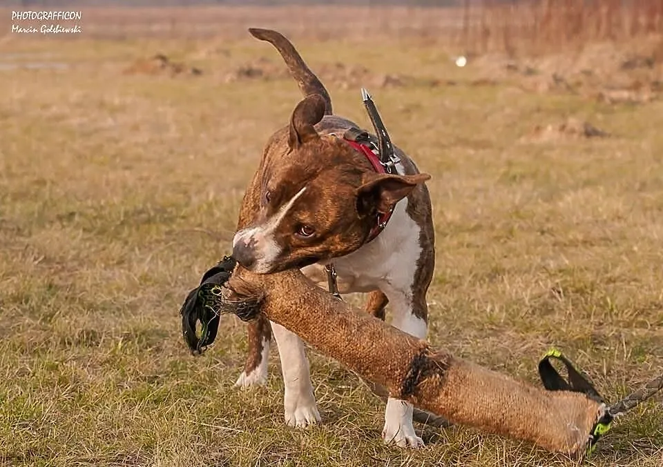 Kama, Amstaff, wiek około 5 lat