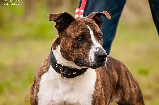 Kama, Amstaff, wiek około 5 lat