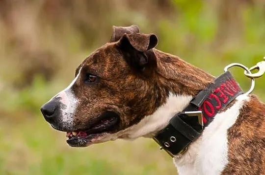 Kama, Amstaff, wiek około 5 lat