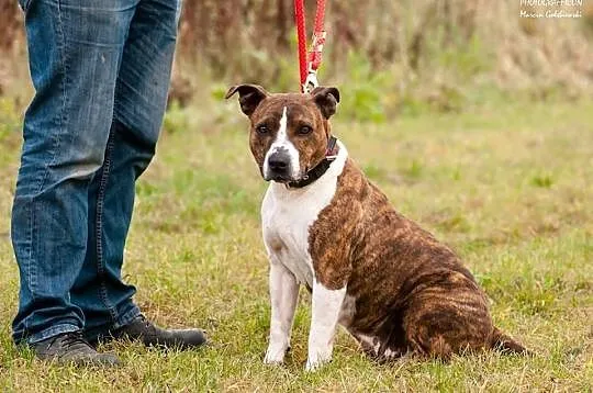 Kama, Amstaff, wiek około 5 lat