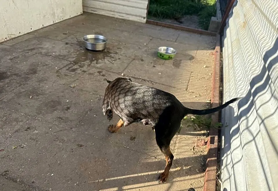 Ratlerek suczka 3 letnia po szczeniakach, Mazowieckie, Radom
