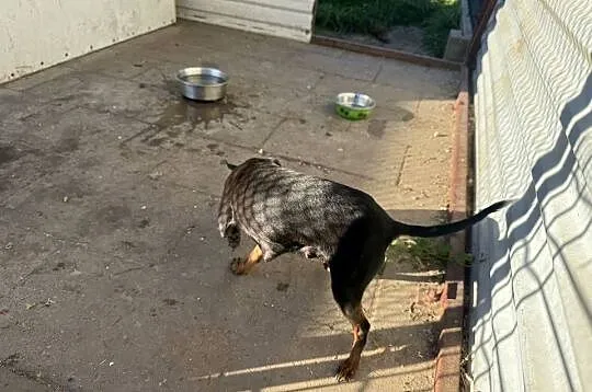 Ratlerek suczka 3 letnia po szczeniakach, Mazowieckie, Radom