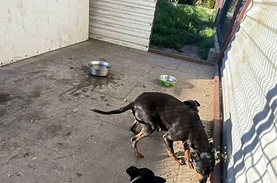 Ratlerek suczka 3 letnia po szczeniakach, Mazowieckie, Radom