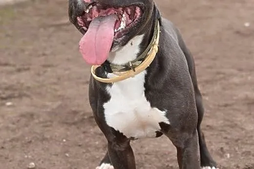 CZARNY pittbull dla aktywnych do adopcji POZNAŃ,  wielkopolskie Poznań