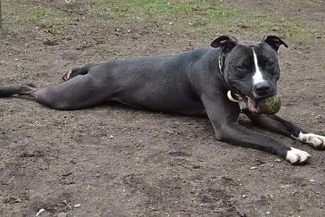 CZARNY pittbull dla aktywnych do adopcji POZNAŃ,  