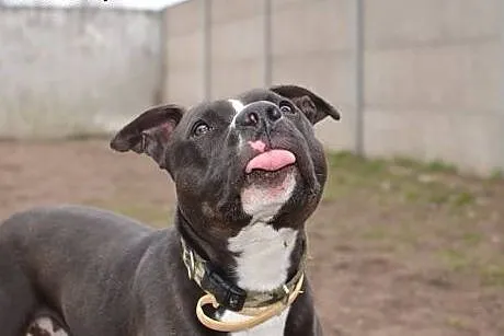 CZARNY pittbull dla aktywnych do adopcji POZNAŃ,  