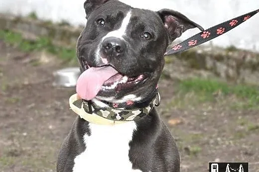 CZARNY pittbull dla aktywnych do adopcji POZNAŃ,  