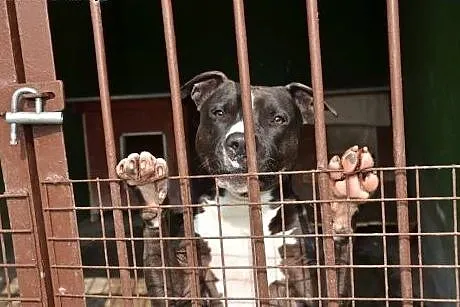 CZARNY pittbull dla aktywnych do adopcji POZNAŃ,  