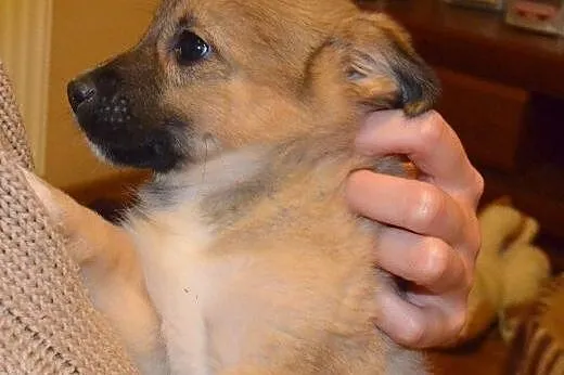 Cin Cin - szczeniak, mały i wesoły - do adopcji ,  mazowieckie Warszawa